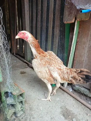 Galinha