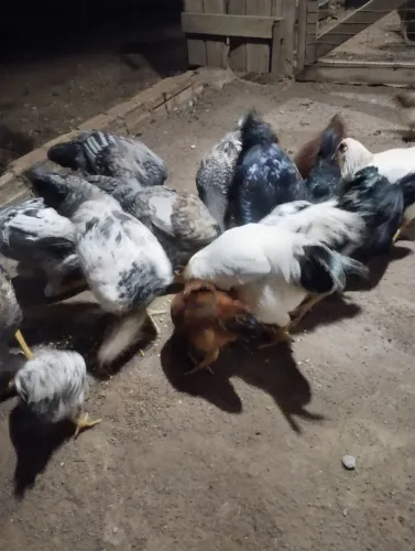 Frango 