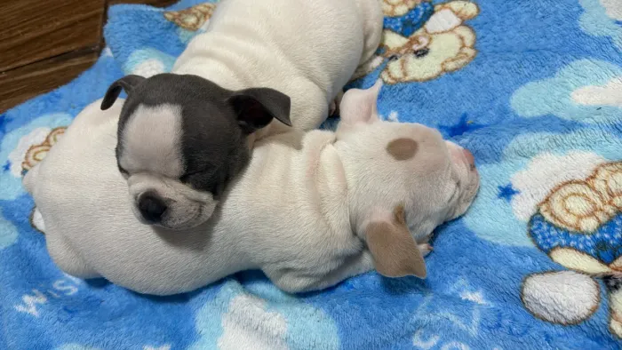 Cachorro América bully pocket 