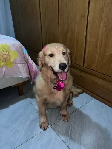 Golden Retriever busca namorado para cruzar