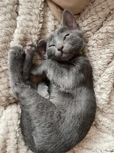 Russian blue
