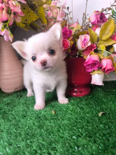 chihuahua branca fêmea pelo longo 
