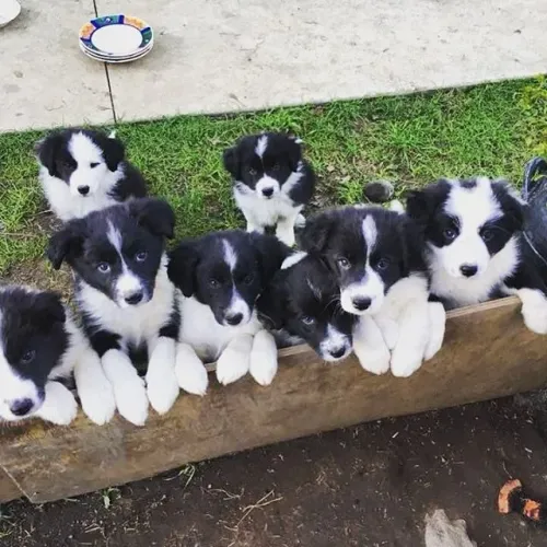 lindos border collie so 700