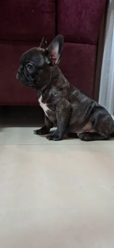 Macho tigrado  linhagem exotica Buldog Francês 