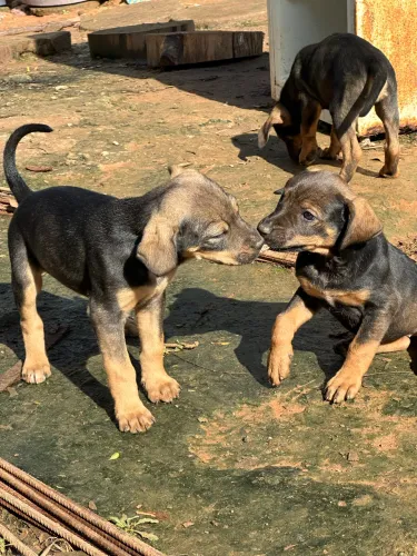 Filhote de cachorro pra doação, 4 filhotes pra ser adotado obs 4 fêmeas 