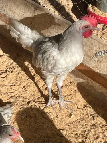 Galinha ara de Palhaço Casal Com 06 Meses