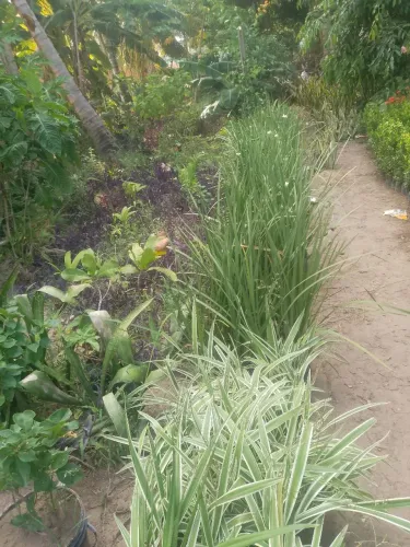 venda de plantas