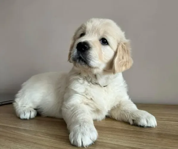 Filhotes de Golden Retriever | Carinho que faz sorrir.