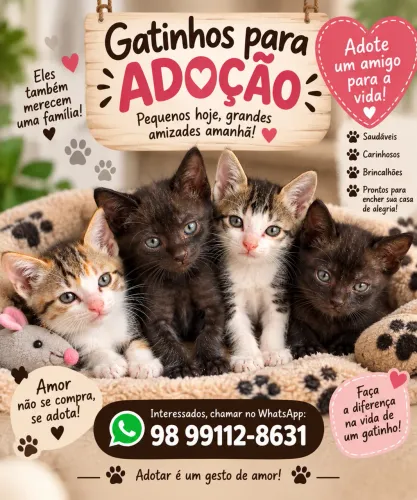 Filhotes gato para doação