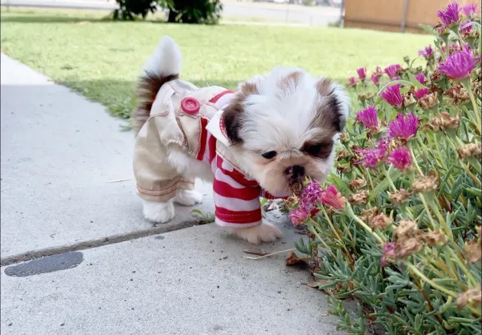Shih tzu bebês mini bibelô 