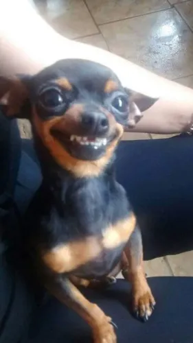 Procuro pinscher ou salsinha (Dachshund) para comprar