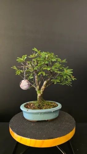Bonsai de Caliandra