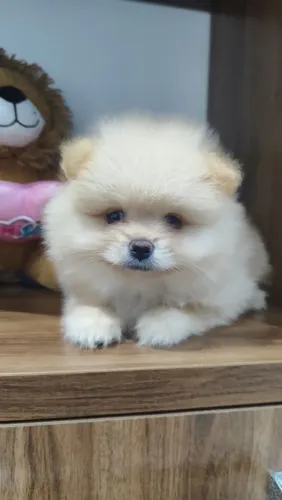 Spitz alemão - lulu da Pomerânia anão macho