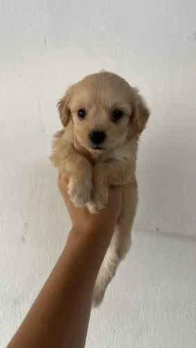 Poodle toy fêmeas