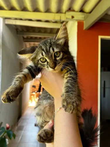 ADOÇÃO RESPONSÁVEL- Goiânia 