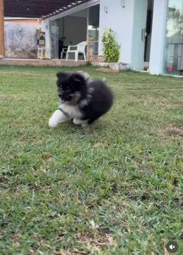 Filhote de Lulu da Pomerania doação