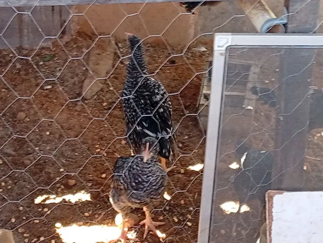 Vendo frangos e frangas