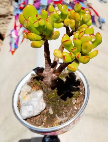 Bonsai de suculenta