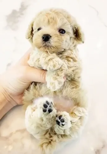 Poodle toy