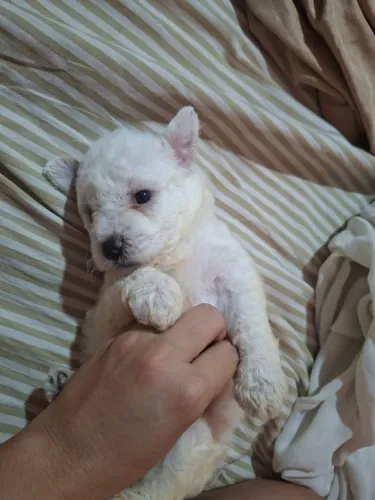 POODLE TOY