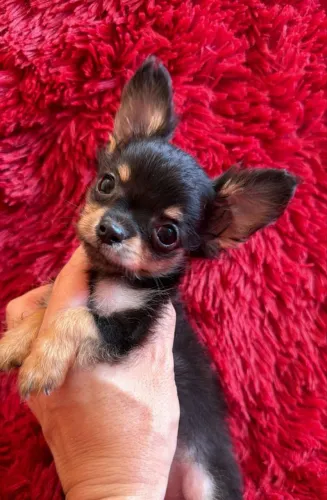 Chihuahua micro com garantia de tamanho.!