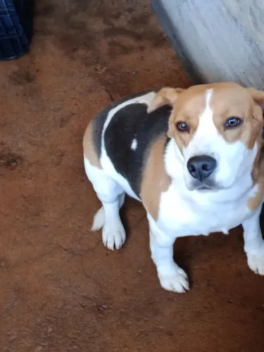 Doa se. Macho de beagle