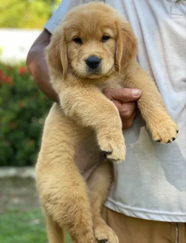Golden Retriever