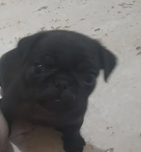 Pug MACHO