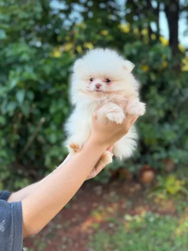 Spitz alemão menino