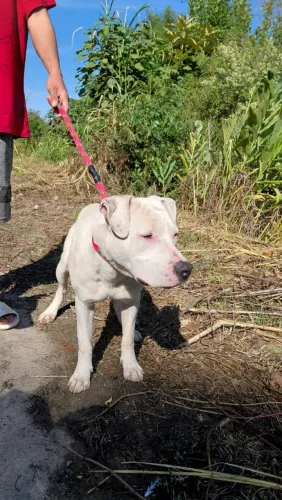 adoção cachorro Dogo Argentino (ADOÇÃO RESPONSÁVEL!)