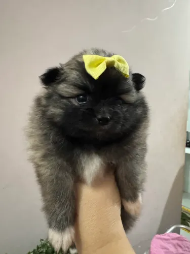 Spitz Alemão 