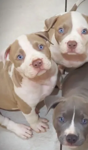 Vendo filhos de Pitbull 