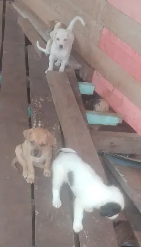 Doação de animais por favor eles estão disponíveis.