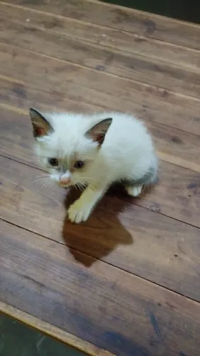 Gato para adoção Caucaia/Fortaleza