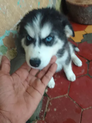 Vende hask siberiano de 75 dias ja vermifugado