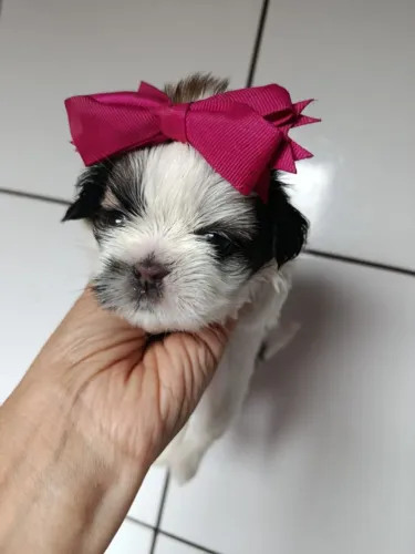 Filhote shih tzu, Quem precisa de terapia quando se tem um cachorro?
