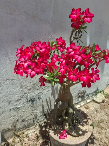 Rosa do deserto