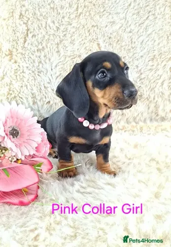 Neném Teckel/Dachshund/Salsicha/Salsichinha/Basset/Cofap fofos e carinhosos