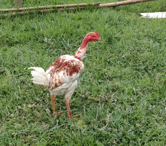 Frangos e galinha