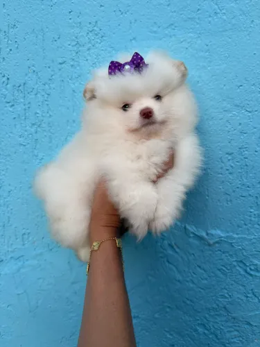 Lulu da Pomerania Menina Ursinha super fofa 