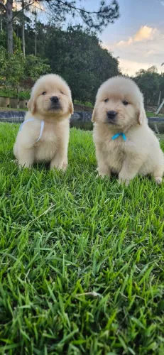 Golden Retriever com Pedigree e Microchip