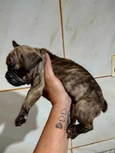 Filhotes de Bulldog Francês