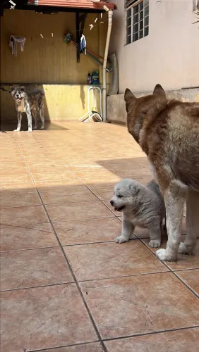 Doação Filhote de Akita com Husky