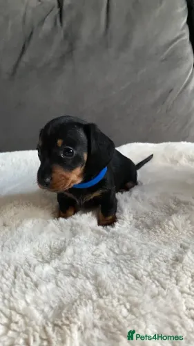 Cãozinho Teckel/Dachshund/Salsicha/Salsichinha/Basset/Cofap alegres e saudáveis