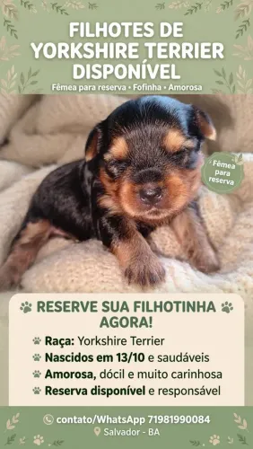Yorkshire fêmea terrier