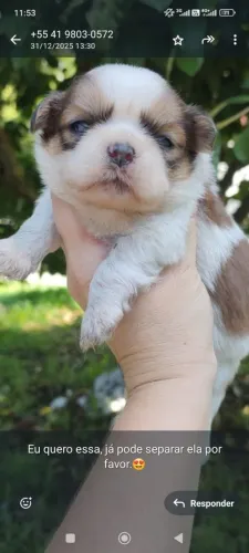 Shihtzu macho filhote