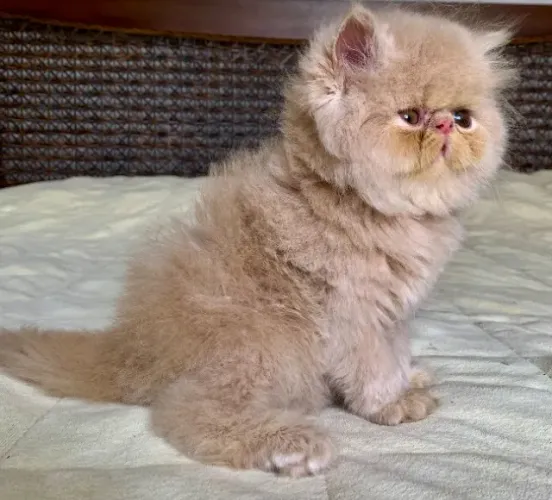 Top Show Persa Macho Filhote Creme ,Extremadissimo Pelos Longos C/55 Dias Super Lindo.