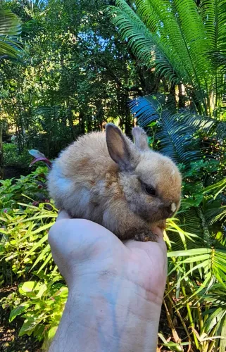 Filhote Mini Coelho