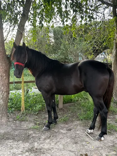 Cavalo mangalarga marchador preto