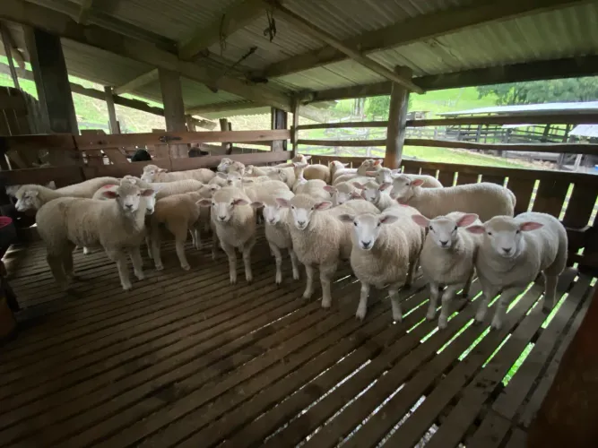 Cordeiras cruza Texel x Ile de France